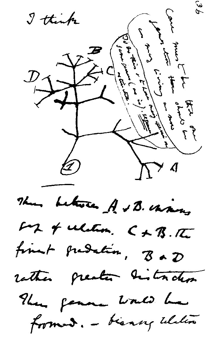 Image from Wikimedia